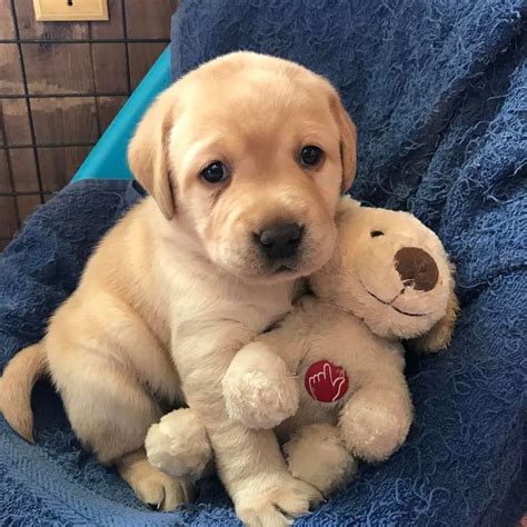 Labrador Retriever Pup Classic Lover Look Lab Puppies Cute Dogs