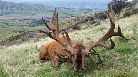 Monster Red Stag New Zealand Scrolller