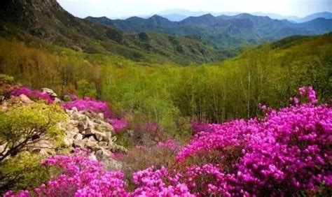 喇叭沟门杜鹃花2021喇叭沟门杜鹃花2021大围山杜鹃花第6页大山谷图库