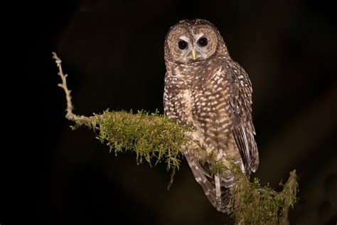 Keepers of the spotted owl | Wilderness Committee