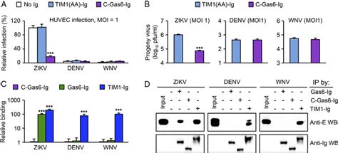 Gas6 Binds To Zikv But Not To Denv Or Wnv A Huvecs Were Preincubated