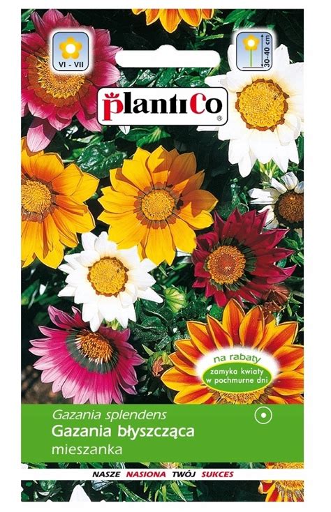 Gazania B Yszcz Ca Mieszanka Nasiona Kwiat W G Plantico Nasiona