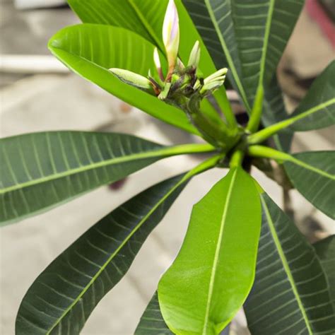 The Ultimate Guide To Propagating Plumeria Cuttings A Step By Step