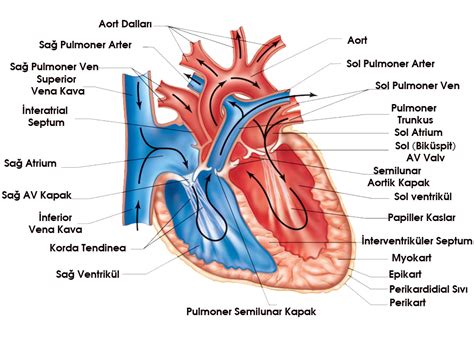 Gövde Anatomisi Hemşire Kitabı