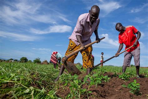 FAO in South Sudan | Food and Agriculture Organization of the United ...