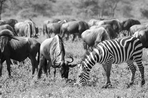 Wildebeest Migration – Tanzania – Live Now and Zen