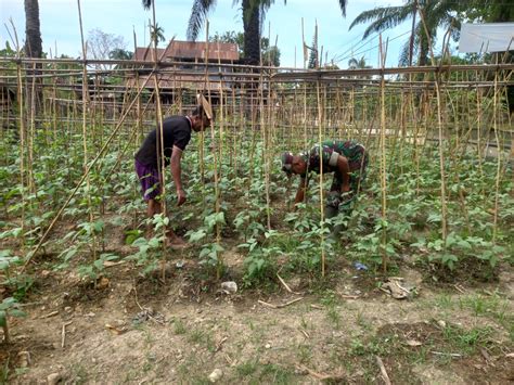 Babinsa Dampingi Petani Bersihkan Gulma Tanaman Sayuran Kacang Panjang