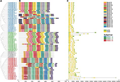 Frontiers Genome Wide Analysis Of Serine Hydroxymethyltransferase