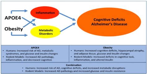 Ijms Free Full Text The Synergistic Effects Of Apoe Genotype And Obesity On Alzheimer’s