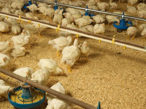 3 Reasons Why Antibiotics Are Given to Chickens