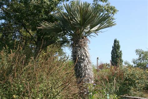 Trithrinax Campestris