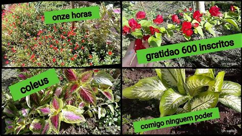 Tour Pelo Meu Jardim Mudamos As Plantas YouTube