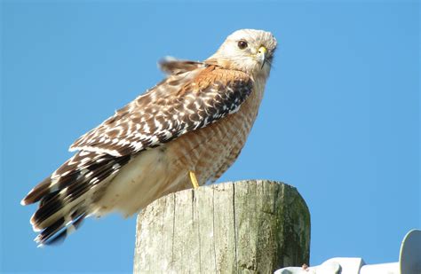 Fl Red Shouldered 3 Male Red Shouldered Hawk Of The Florid Flickr