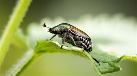 Japanese Beetle Life Cycle Illinois Margurite Morrill