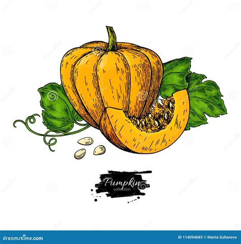 Sistema Del Dibujo Del Vector De La Calabaza Objeto Dibujado Mano