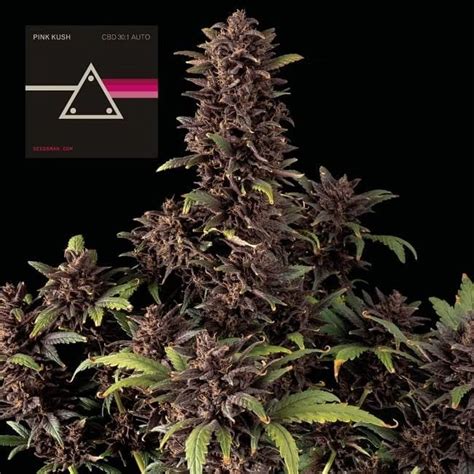 Pink Kush CBD 30 1 Auto Green Gardium