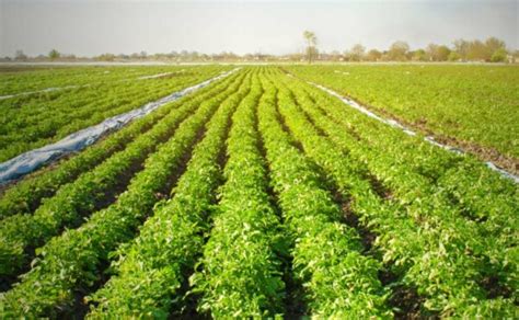 Arquivo de São Paulo Polo Sebrae Agro