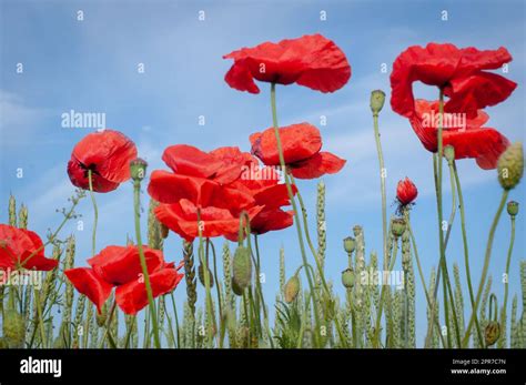 Poppies Papaver Rhoeas In A Grain Field Stock Photo Alamy