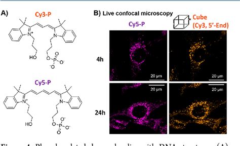 Figure 4 From Uptake And Fate Of Fluorescently Labeled DNA