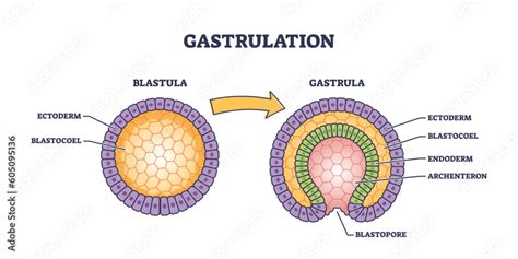 Gastrulation As Early Developmental Process For Embryo Transformation