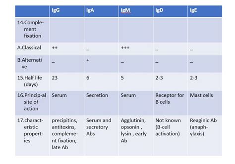 Immunoglobulin Types And Their Functions