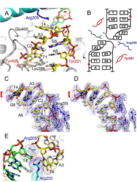 Structure Of The Hairpin Telomere Bound To Tela A The Compact