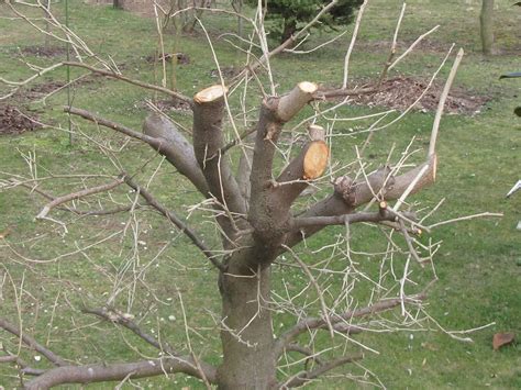 Come E Quando Potare Le Piante Da Frutto Il Gusto Della Natura