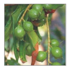 Growing Macadamia – Australian Gardener
