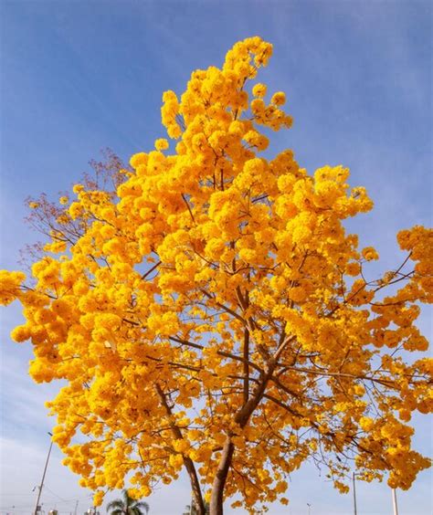 Maravilhoso ipê amarelo contra o céu azul a árvore de trombeta dourada