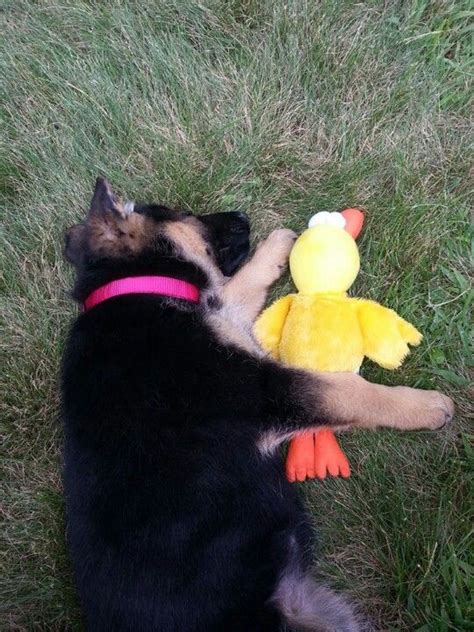 Pin By Janice Conway On German Shepherds German Shepherd Puppies