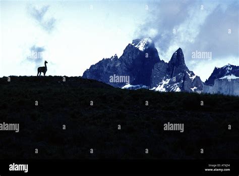 guanaco torres del paine national park chile Stock Photo - Alamy