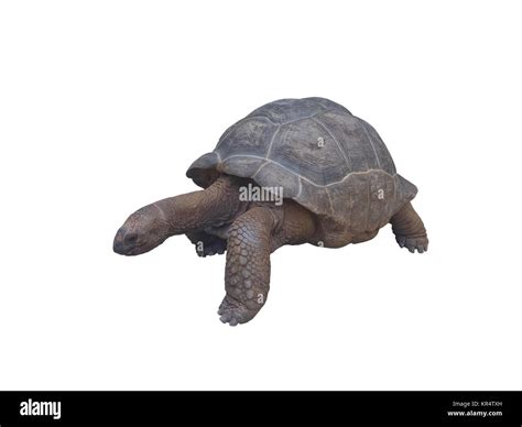 Seychelles Giant Tortoise Stock Photo Alamy