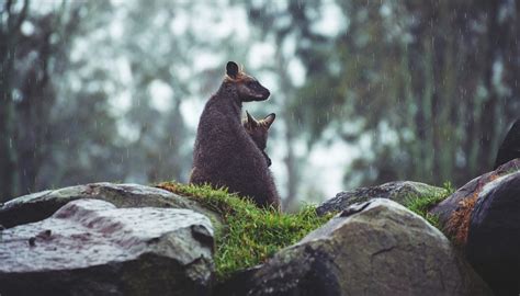 Fun Brush-tailed Rock-wallaby Facts For Kids | Kidadl