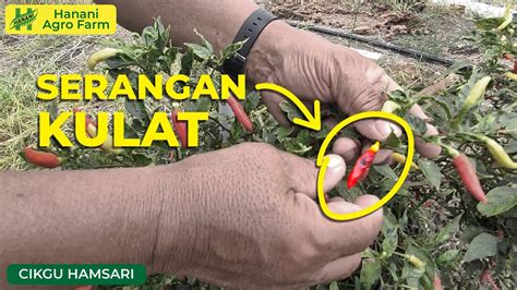 Tanam Pokok Cili Untuk Kegunaan Sendiri Hanani Agro Farm Youtube