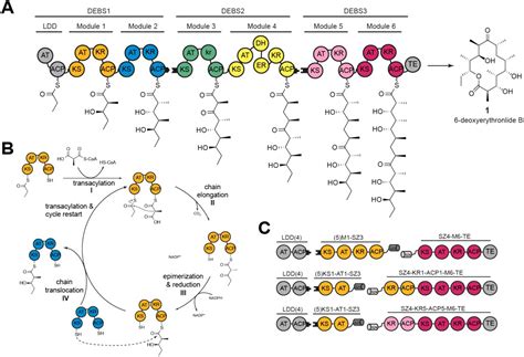 The Ketosynthase Domain Constrains The Design Of Polyketide Synthases