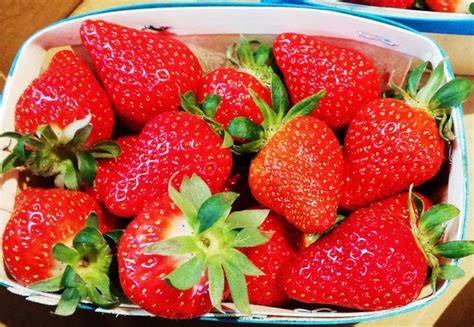 Fraise De Carpentras 500g Saveurs De Nos Terroirs