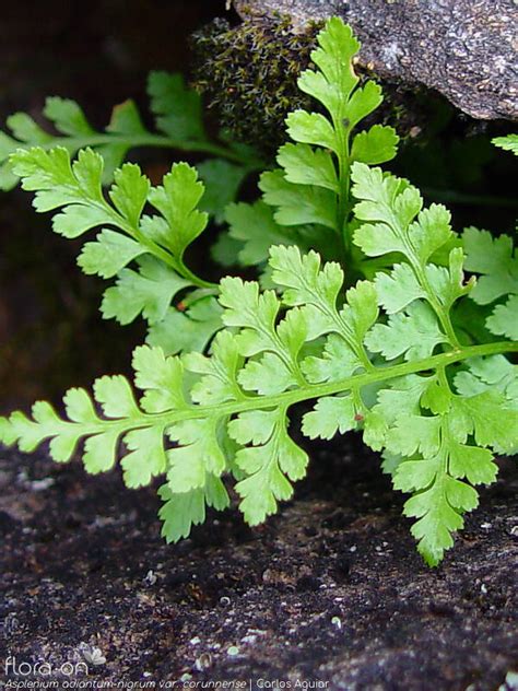 Asplenium Adiantum Nigrum Flora On