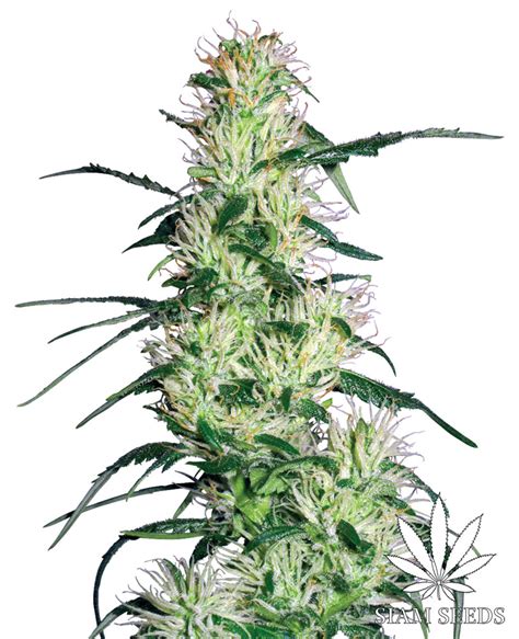 White Label Purple Haze Feminized Seeds | Siam Seeds