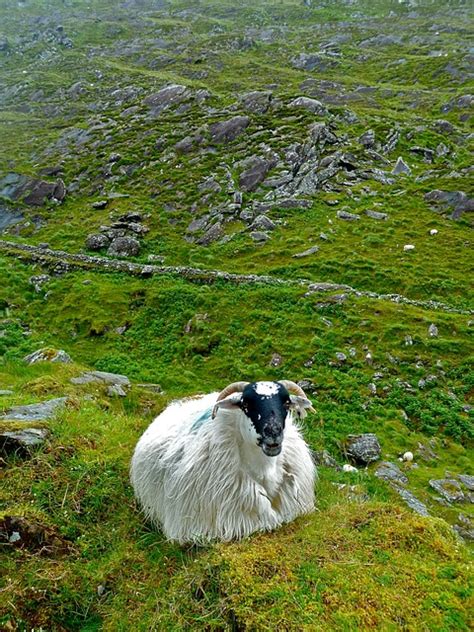 Sheep Ireland Cute - Free photo on Pixabay - Pixabay