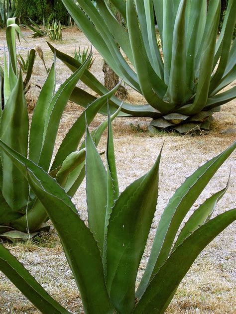 Descargar Libre Plantas De Agave Verde Maguey Planta Del Siglo