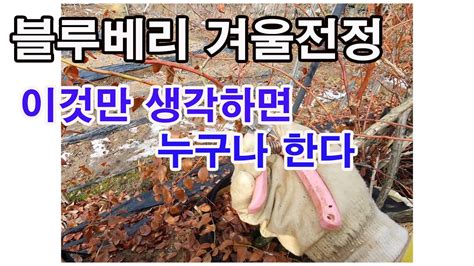 블루베리 겨울전정 이것만 생각하면 누구나 한다 블루베리 재배 블루베리 전정 블루베리 키우기 블루베리 심기 블루베리