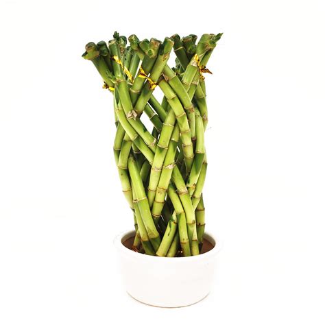 Dracaena Sanderiana Lucky Bamboo Live Plants Stalk Wholesale Bonsai