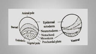 Gastrulation In Frog Pptx