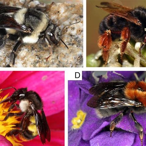 Examples of bumble bee specimens collected in Arunachal Pradesh 569 (A ...