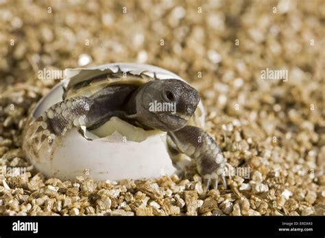 Tortoise Egg Hi Res Stock Photography And Images Alamy