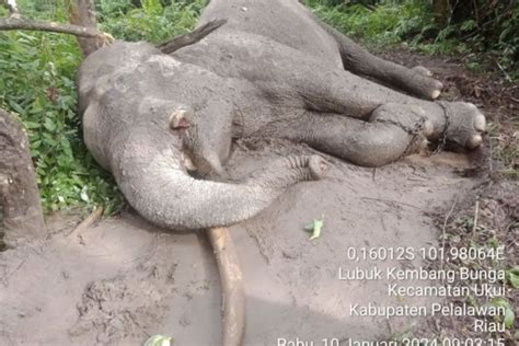 Seekor Gajah Di Riau Mati Diduga Diracun Untuk Diambil Gadingnya