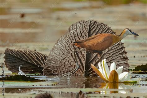 Stockfoto African Jacana Actophilornis Africanus Walking On Leaves