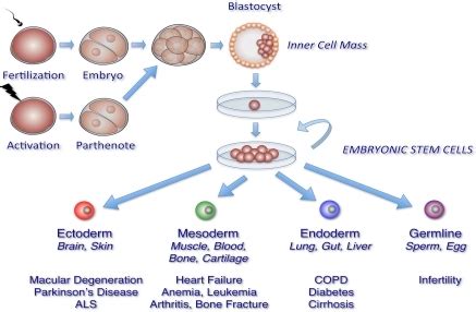 Generation Of Pluripotent Human Embryonic Stem Cell Lin Open I