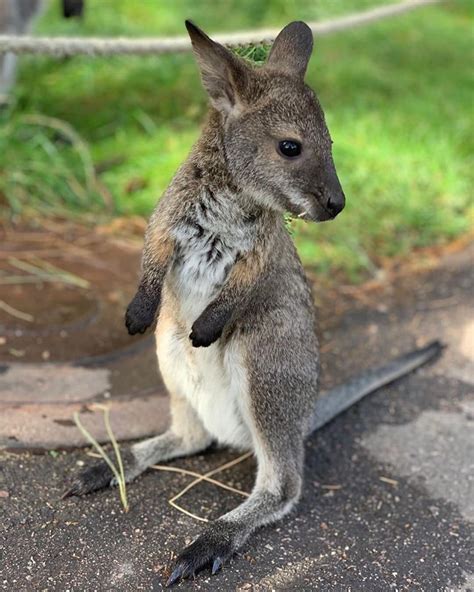 Meet the Cheyenne Mountain Zoo’s baby wallaby, Gidgee | FOX21 News Colorado