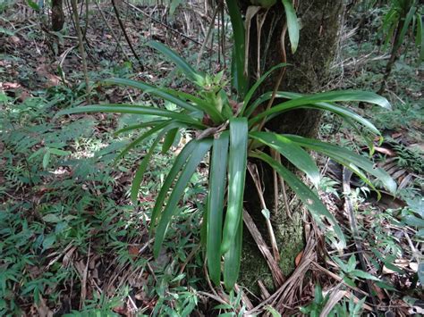 Plantas De Todas As Especies Estrela Escarlate